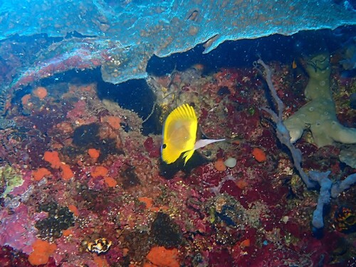 Forcipiger wanai
