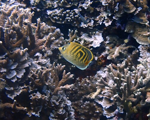 Chaetodon pelewensis × punctatofasciatus