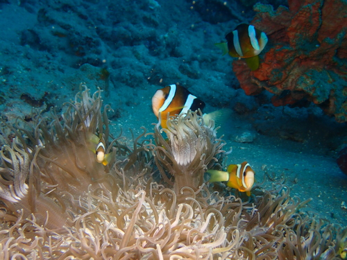 Amphiprion clarkii