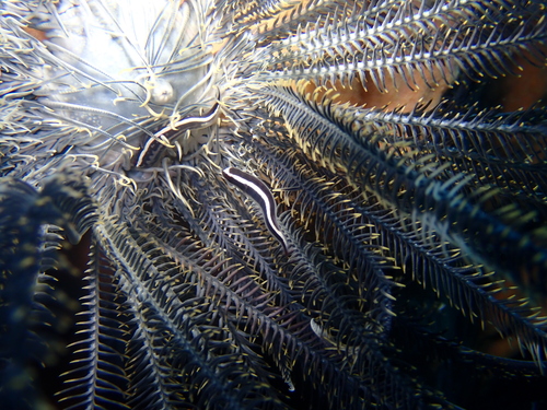 Discotrema crinophilum