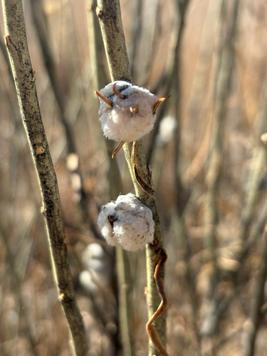 Unknown species found near Pipeline Trail, Aurora, CO, US