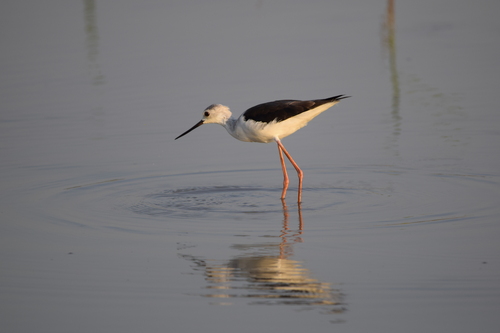 Black-winged Stilt