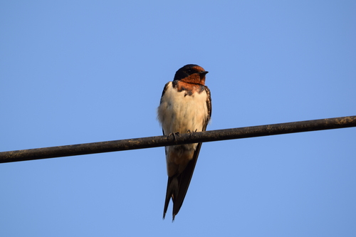 Barn Swallow