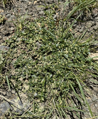 Guilleminea densa var. densa