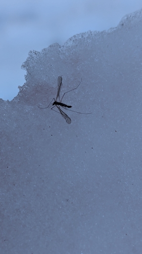 Unknown species found near Centre County, US-PA, US