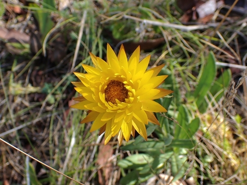 Alpine Everlasting