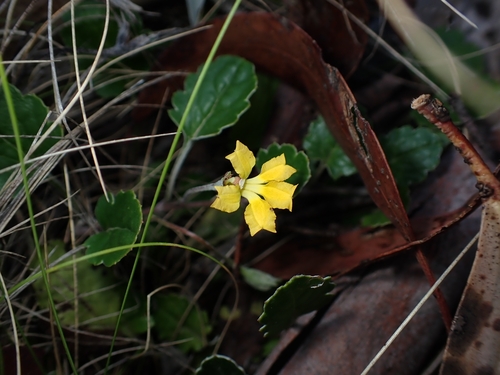 Goodenia hederacea alpestris