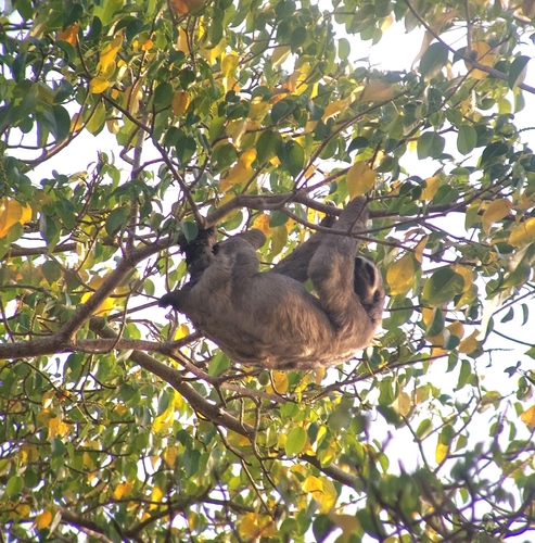 Brown-throated Three-toed Sloth