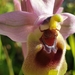 Ophrys tenthredinifera tenthredinifera - Photo (c) Jacqueline Henrot, all rights reserved, uploaded by Jacqueline Henrot