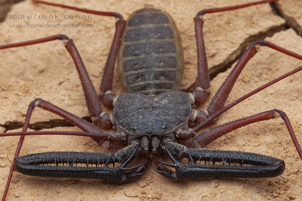 whiptail scorpion spider
