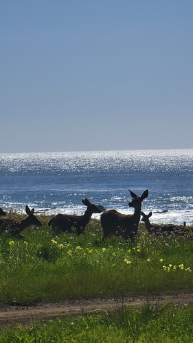 iNaturalist observation photo of Mule Deer