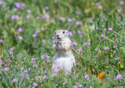 Nelson's Antelope Squirrel observed by naturephotosuze