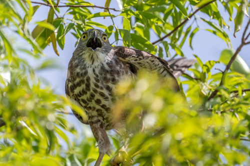 Fiji Goshawk