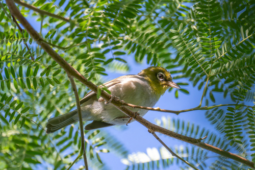 Silvereye