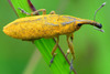 Rhubarb Weevil - Photo (c) Angella Moorehouse, all rights reserved, uploaded by Angella Moorehouse