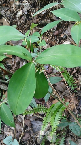 Dichorisandra oxypetala