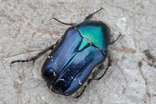 Scarabs