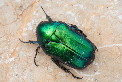 Paprastasis auksavabalis nuotrauka