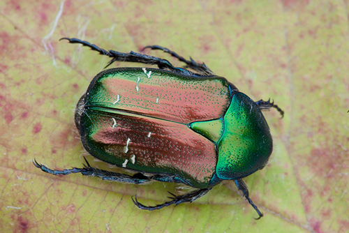 Paprastasis auksavabalis nuotrauka