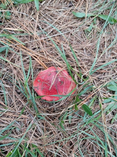 iNaturalist observation photo of brittlegills