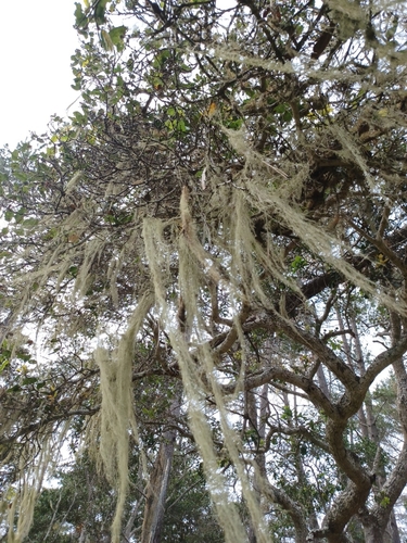 iNaturalist observation photo of lace lichen