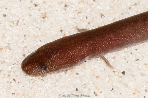 Two-toed Amphiuma
