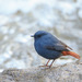 Plumbeous Water Redstart - Photo (c) Judd Patterson, all rights reserved, uploaded by Judd Patterson