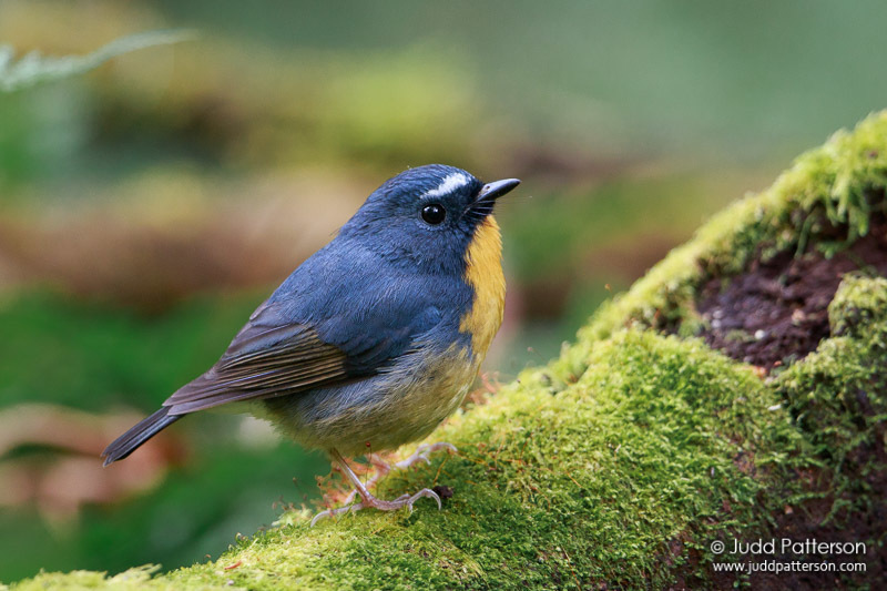 Snowy-browed Flycatcher (Ficedula hyperythra) photo