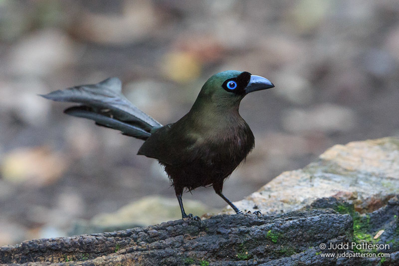 Racket-tailed Treepie photo