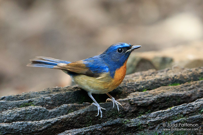 Chinese Blue Flycatcher (Cyornis glaucicomans) photo