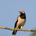 Asian Pied Starling - Photo (c) Judd Patterson, all rights reserved, uploaded by Judd Patterson