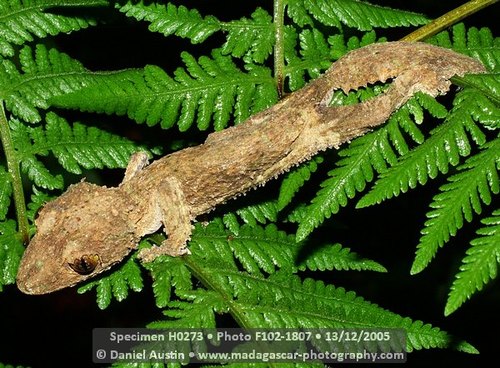 Mossy Leaf-tailed Gecko