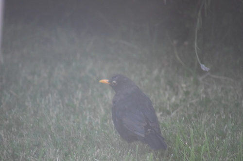 Eurasian Blackbird