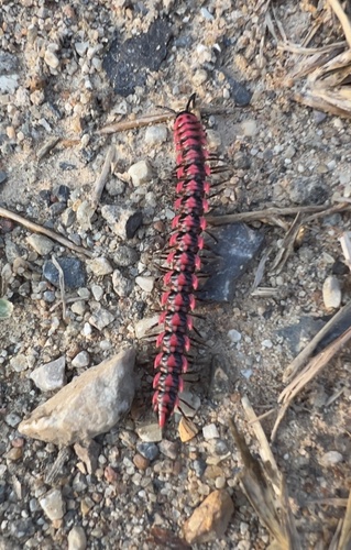 Antheromorpha uncinata