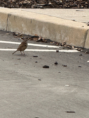 White-crowned Sparrow