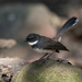 Malaysian Pied-Fantail - Photo (c) Judd Patterson, all rights reserved, uploaded by Judd Patterson