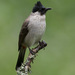 Sooty-headed Bulbul - Photo (c) Judd Patterson, all rights reserved, uploaded by Judd Patterson