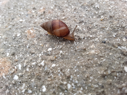 West Indian Bulimulus
