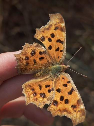 Asian Comma