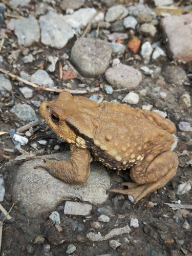 Asiatic Toad