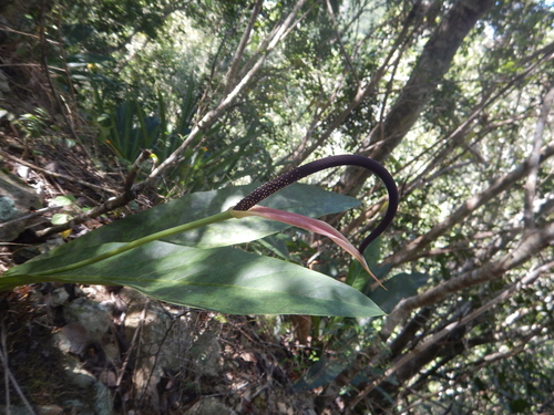 Scalloped Laceleaf (Anthurium crenatum)  iNaturalist
