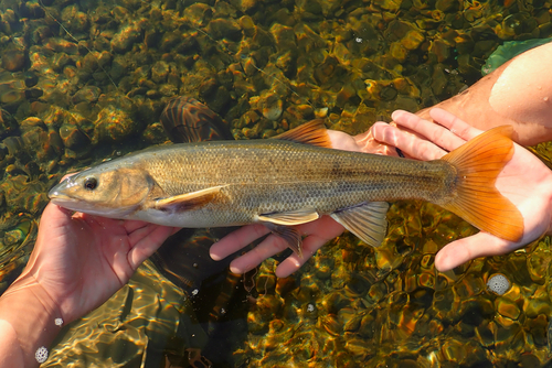 Mylopharodon conocephalus (Baird & Girard, 1854)