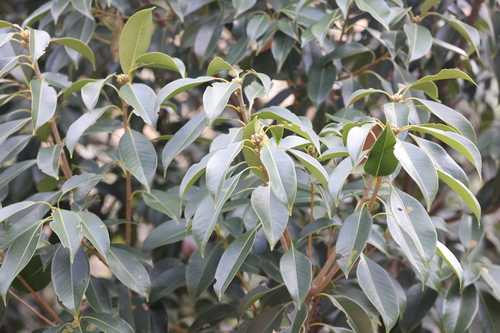 Lithocarpus hancei
