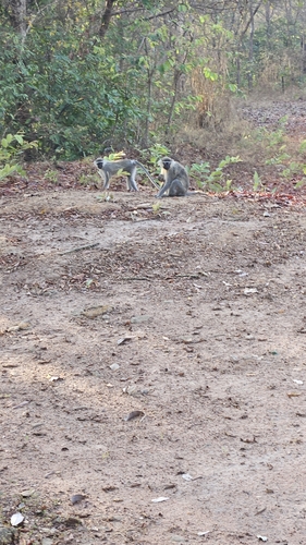 Tantalus Monkey
