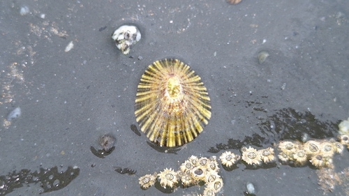 Helcion concolor