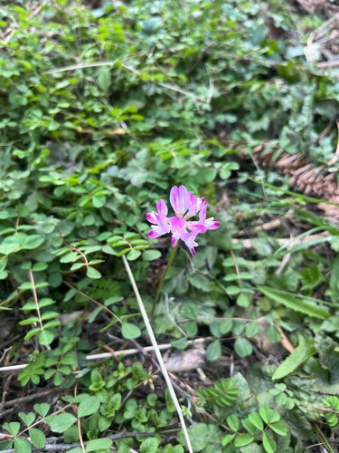 Chinese Milkvetch