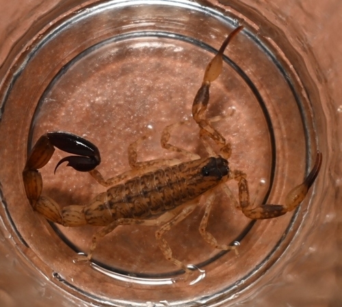 Chinese Swimming Scorpion