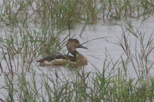 Lesser Whistling-Duck