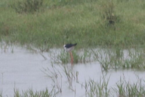 Black-winged Stilt