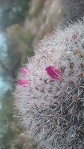 Mammillaria geminispina